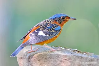 画眉鸟摄影图片