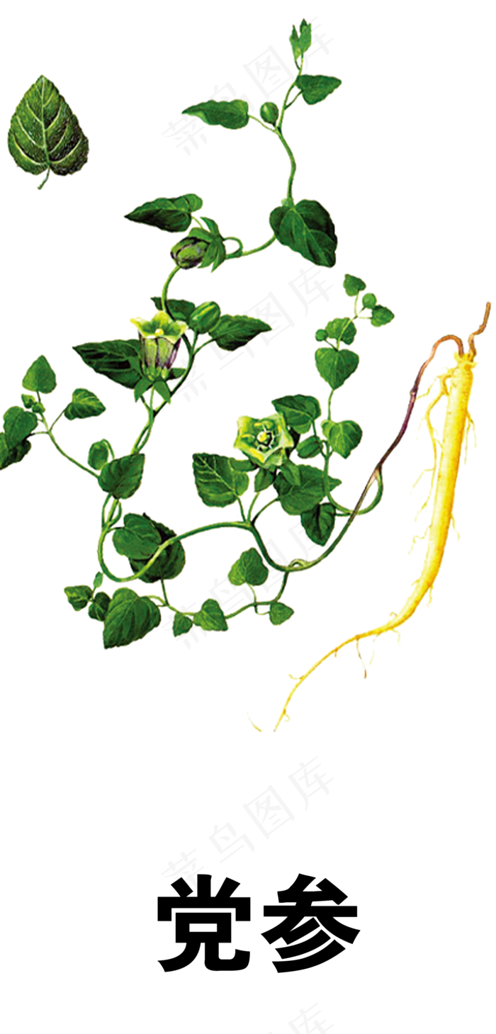 手绘草本中药药材党参