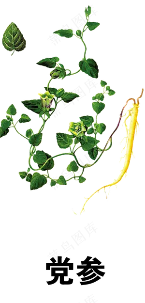 手绘草本中药药材党参