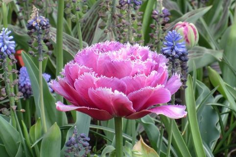 粉色郁金香开花图片 粉色郁金香开花图片