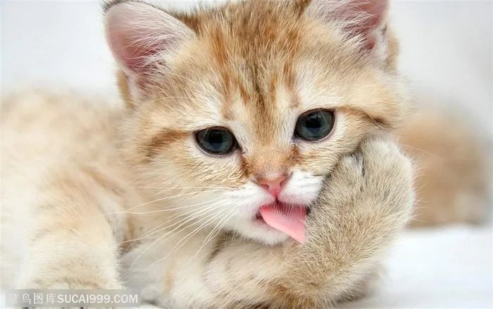 吐着舌头的可爱小猫