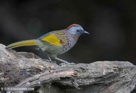 漂亮的红头噪鹛鸟类图片
