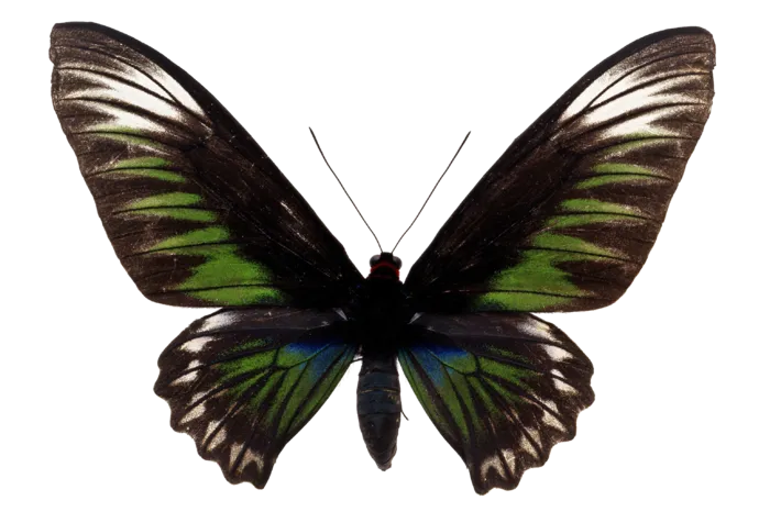 蝴蝶 彩蝶 花蝴蝶 动物 昆虫 免抠