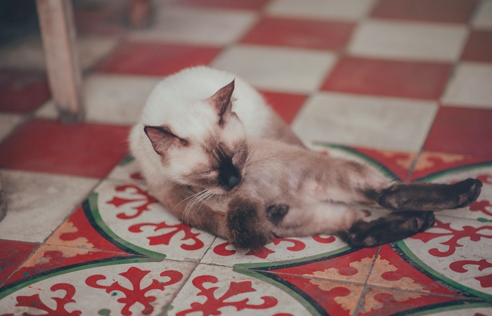 可爱猫咪猫猫摄影素材