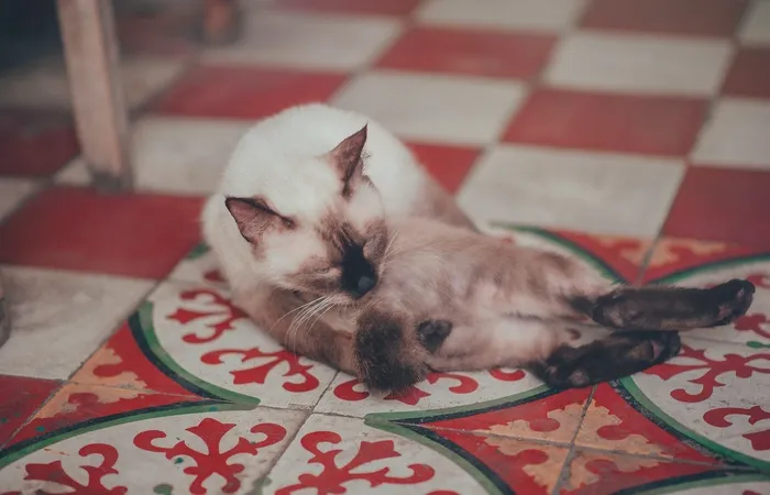 可爱猫咪猫猫摄影素材