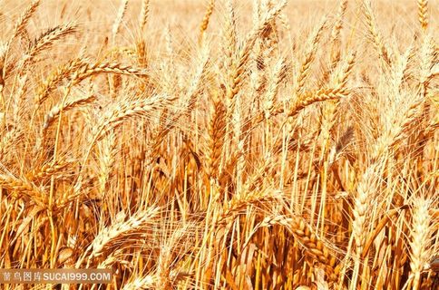 稻田景色高清图片