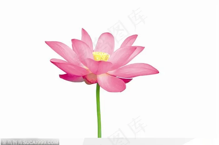绽放的漂亮荷花鲜花图片