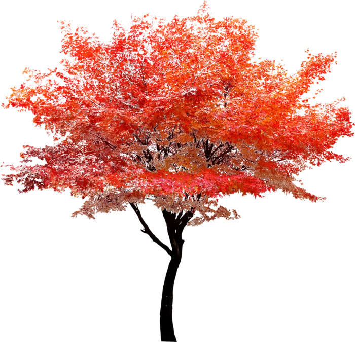 树木树枝树叶免扣素材