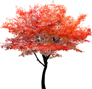 树木树枝树叶免扣素材