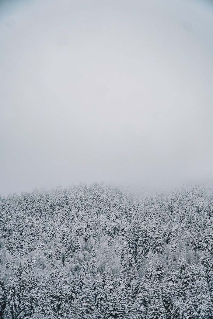 冬天白雪林木风景背景
