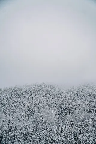冬天白雪林木风景背景