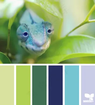 动物配色色卡色彩搭配