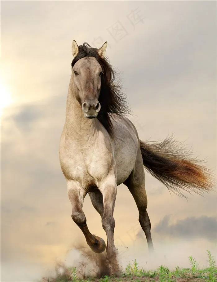 奔跑中的灰色骏马图片