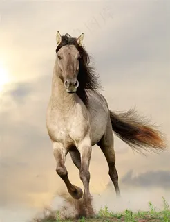 奔跑中的灰色骏马图片