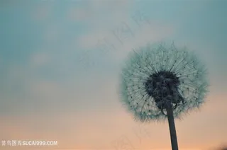 黄昏下的蒲公英特写高清图片