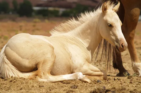 马动物野马草原野生动物草原