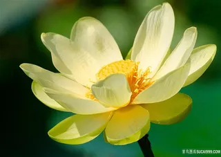 微黄荷花高清图片