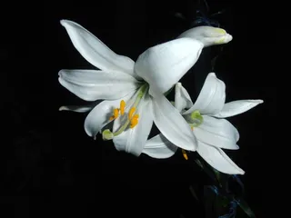 淡雅的白色百合花图片