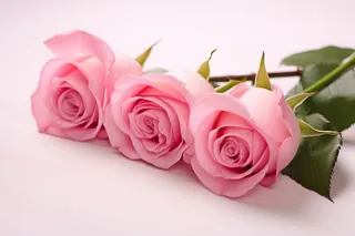 粉红玫瑰花浅粉背景摄影图
