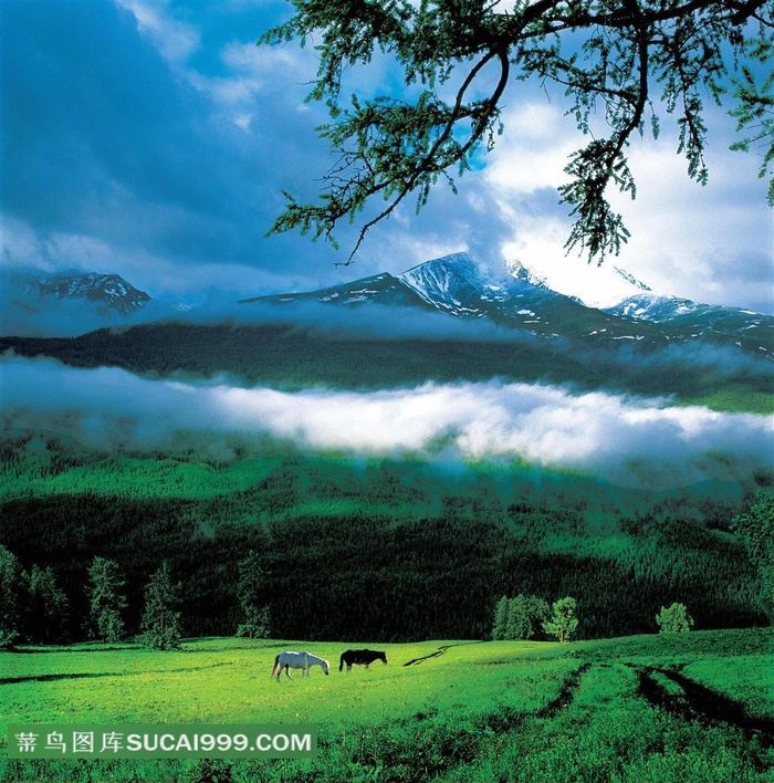 高山下的广袤草原