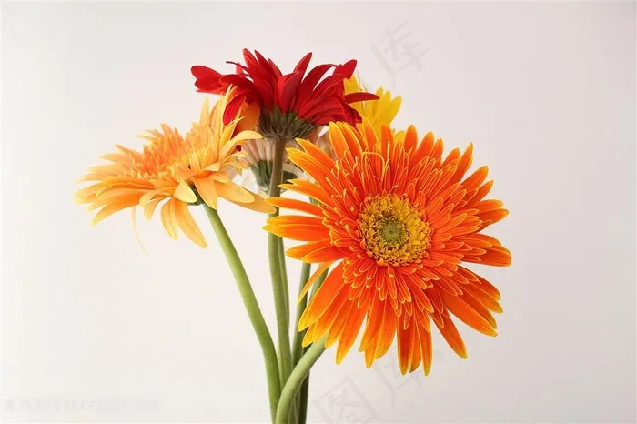 一束野菊花高清图片
