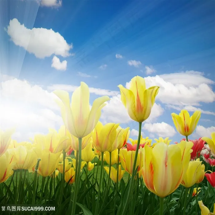 高清黄色郁金香花海鲜花图片