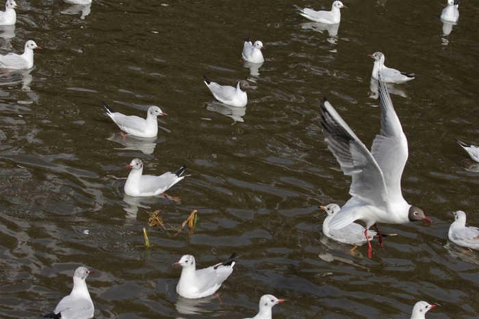 白色的海鸥图片