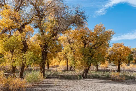 额济纳旗胡杨