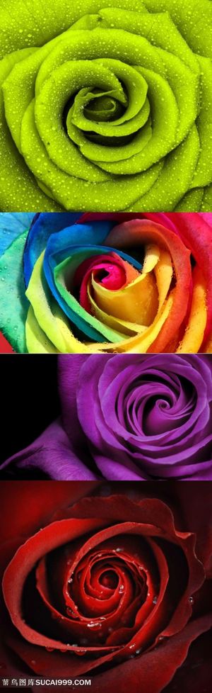 玫瑰花特写素材