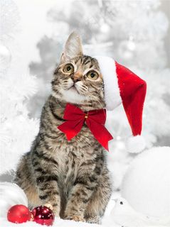 宠物猫小猫素材猫咪图片 宠物猫小猫素材猫咪图片