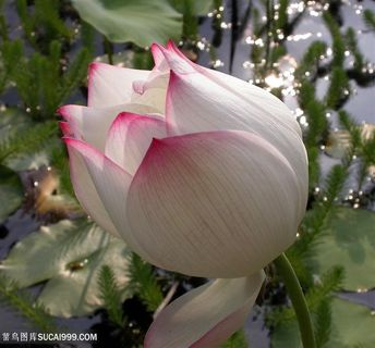 高清池塘里含苞待放的莲花荷花图片