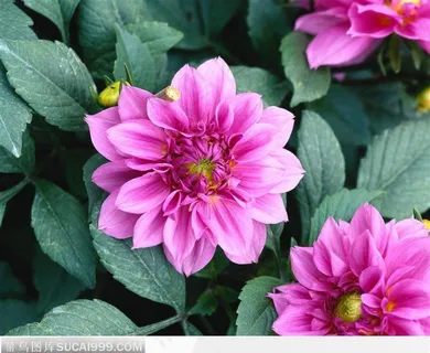 粉色菊花 粉色菊花