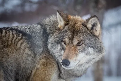 一头勇猛的狼图片