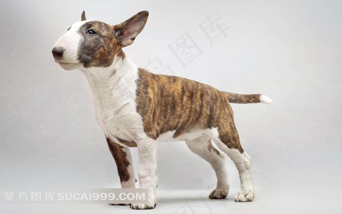 牛头犬侧面摄影