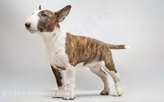 牛头犬侧面摄影