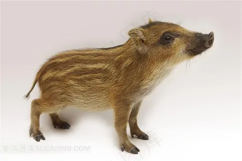 宠物猪侧身特写摄影图片