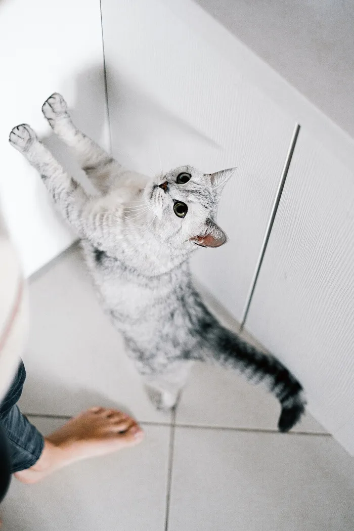 可爱猫咪猫猫摄影素材