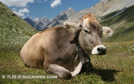 坐着的黄牛摄影素材