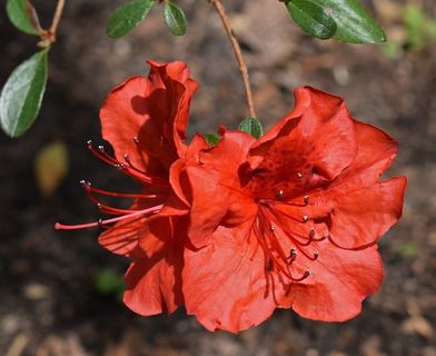 红色杜鹃花图片 红色杜鹃花图片