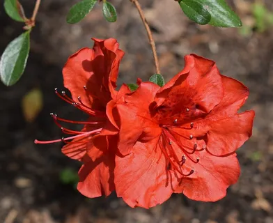 红色杜鹃花图片 红色杜鹃花图片