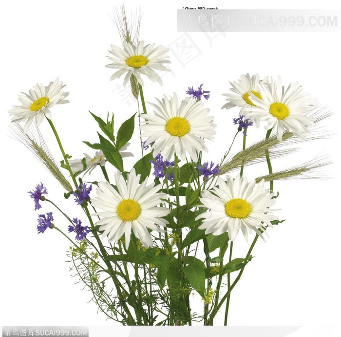 花语系类-一束菊花、小白雄菊