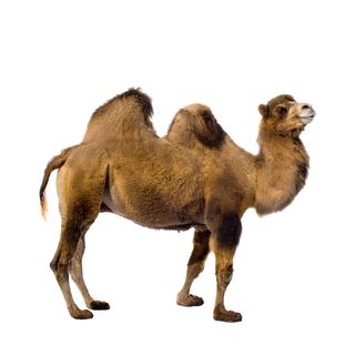 免抠骆驼实物摄影图片