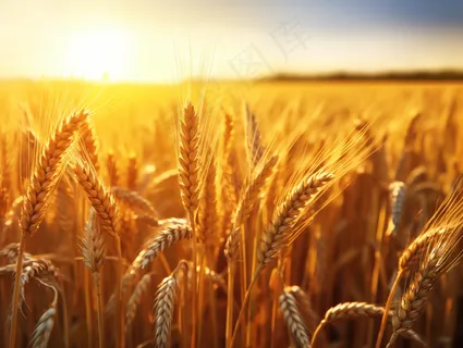 金黄麦田小麦粮食摄影图