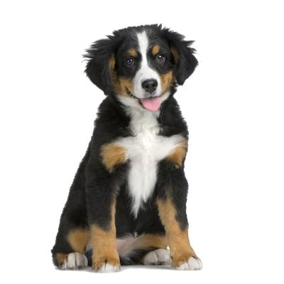 狗 PNG免抠(400x400)