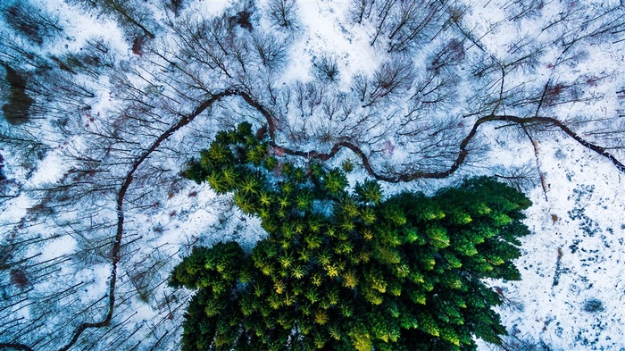 航拍的雪地和绿林