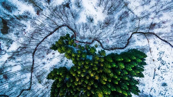 航拍的雪地和绿林