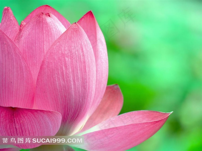 高清唯美荷花图片