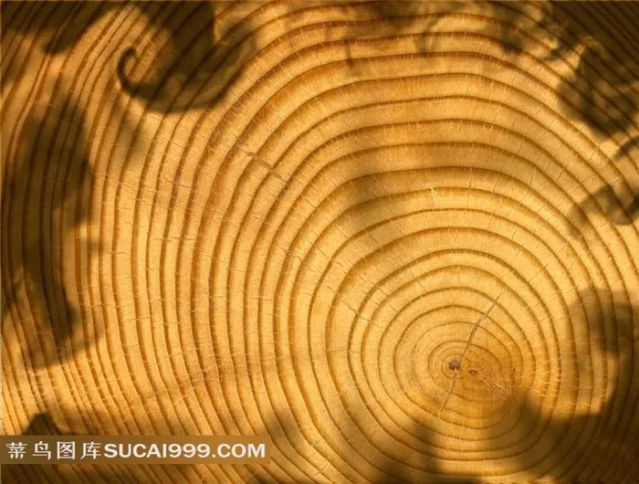 树木年轮图片