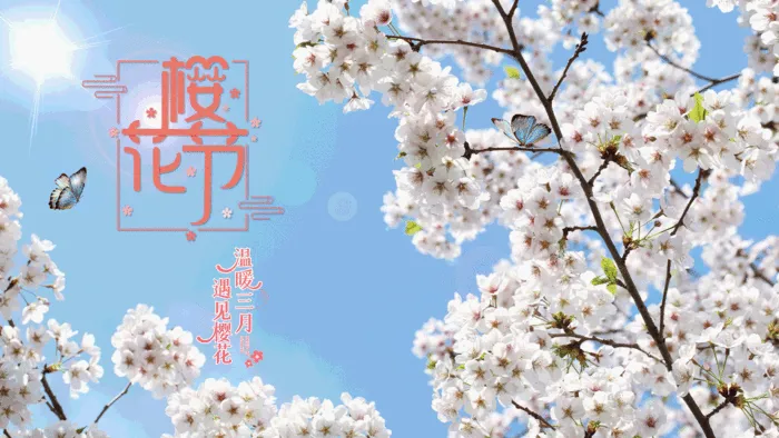 樱花节/樱花/与君共赏/醉美樱花季/蝴蝶psd模版下载