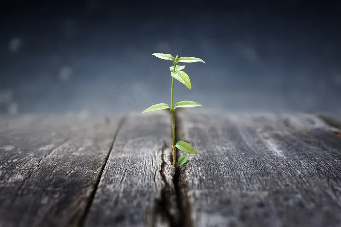 木板中萌出的绿色植物图片